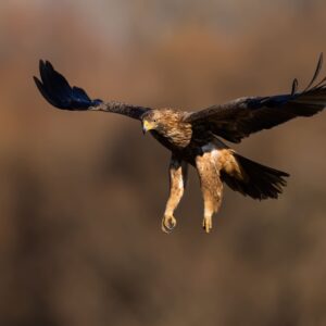 agila scaled
