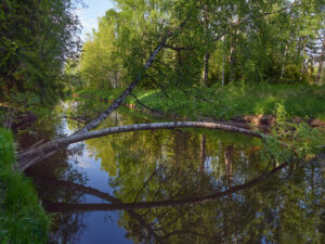mitos arruinan futuro bosques aumentar reservas naturales