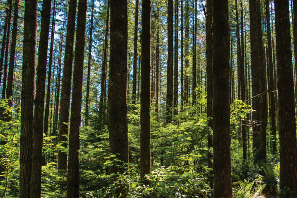 bosque frondoso con biodiversidad