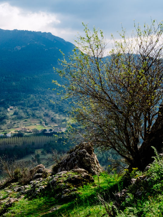 gestión forestal en albaceta