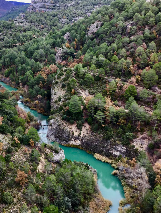 gestión forestal en cuenca