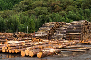 ComparaciĂłn con los productos que sĂ son maderables