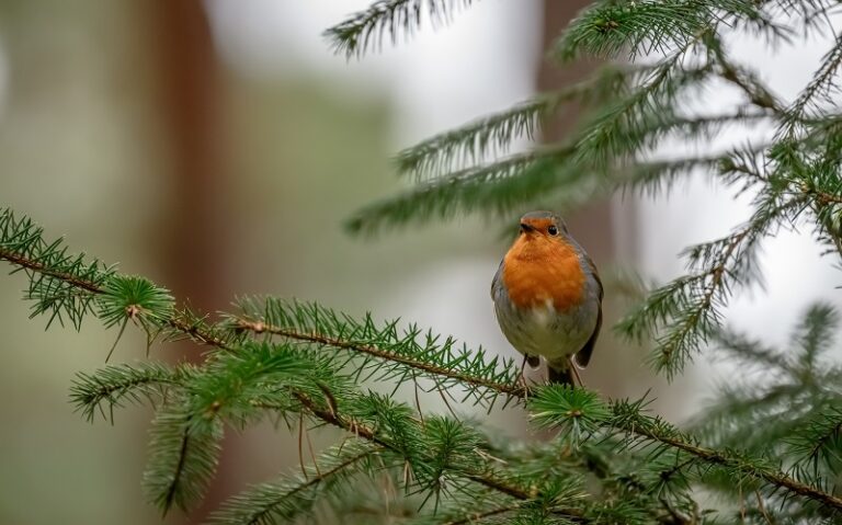 Robin bird perched on branch