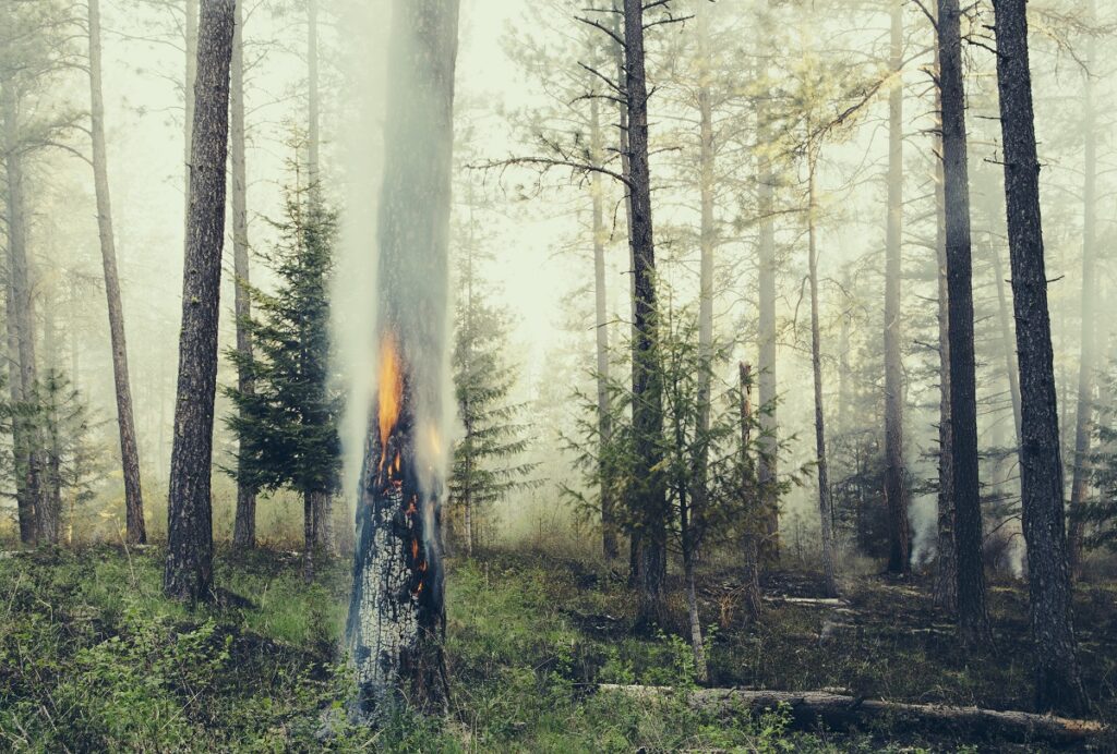 a controlled forest burn a deliberate fire set to 2023 11 27 05 29 28 utc a controlled forest burn a deliberate fire set to 2023 11 27 05 29 28 utc