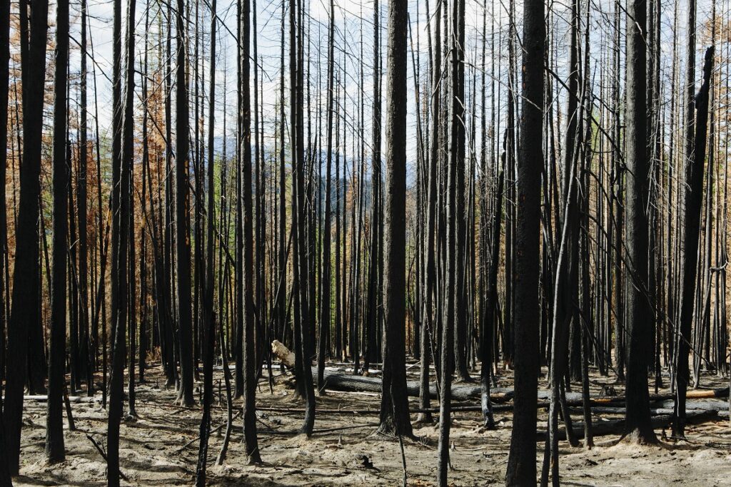 fire damaged trees and forest on a mountainside 2023 11 27 05 09 10 utc fire damaged trees and forest on a mountainside 2023 11 27 05 09 10 utc