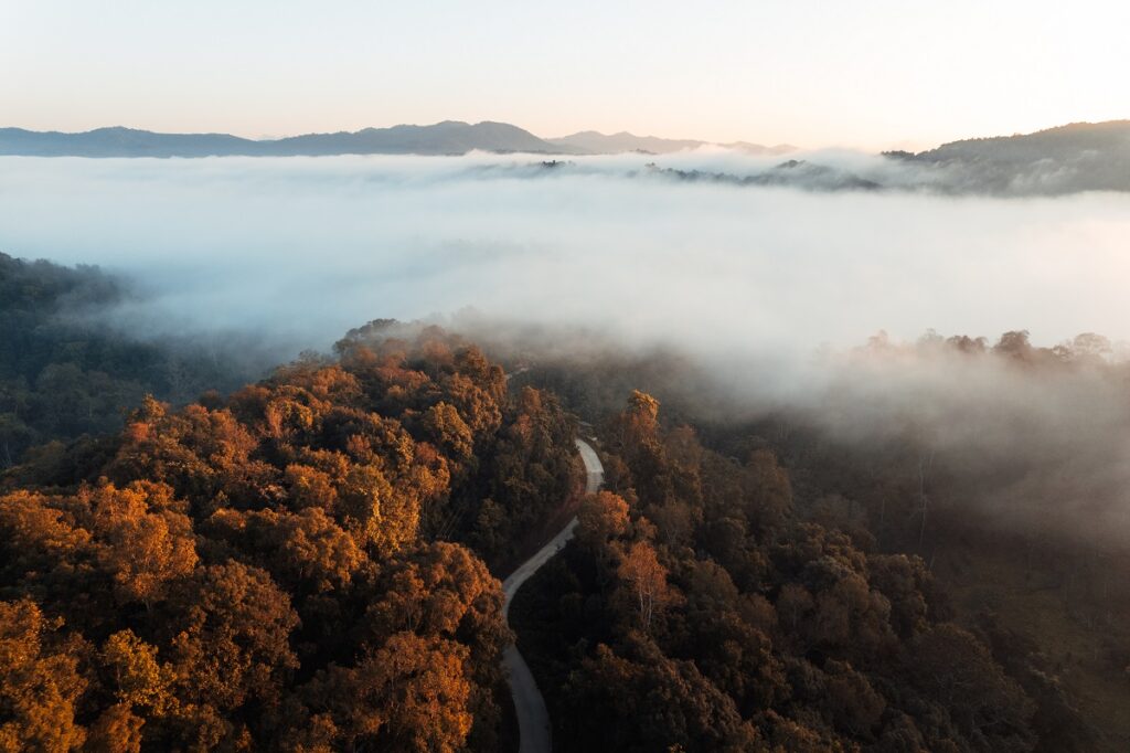 morning golden mist in the forest and morning ligh 2023 11 27 04 54 43 utc morning golden mist in the forest and morning ligh 2023 11 27 04 54 43 utc